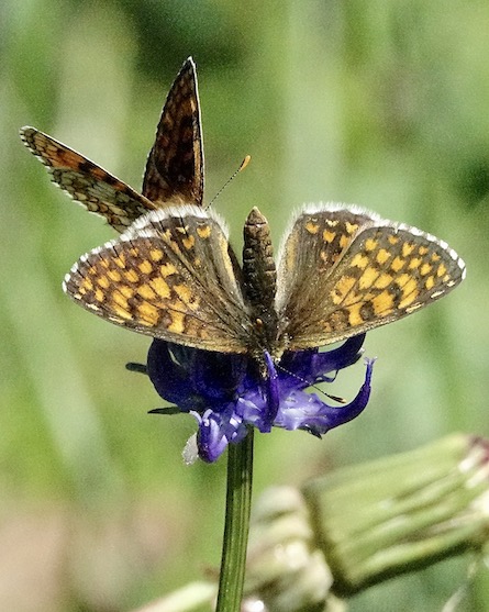 heath fritillary